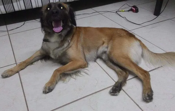 Cachorro ra a sem raça idade 3 anos nome Dali