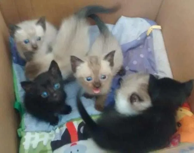 Gato ra a não sei idade Abaixo de 2 meses nome não tem