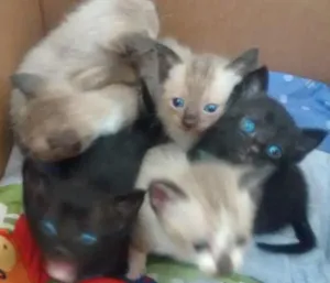 Gato raça não sei idade Abaixo de 2 meses nome nenhum