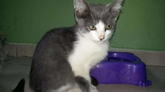 Gato ra a indefinido idade Abaixo de 2 meses nome variado