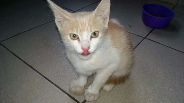 Gato ra a indefinido idade Abaixo de 2 meses nome variado