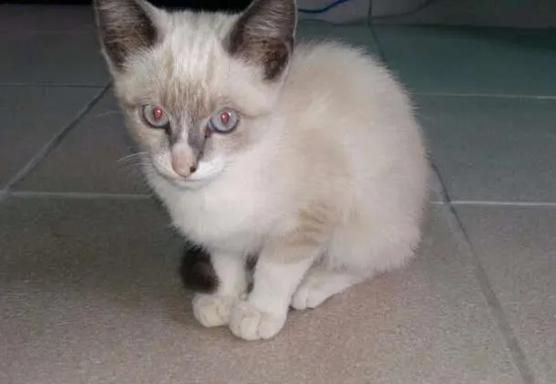 Gato ra a indefinido idade Abaixo de 2 meses nome variado