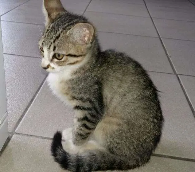 Gato ra a indefinido idade Abaixo de 2 meses nome variado