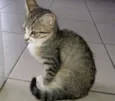 variado