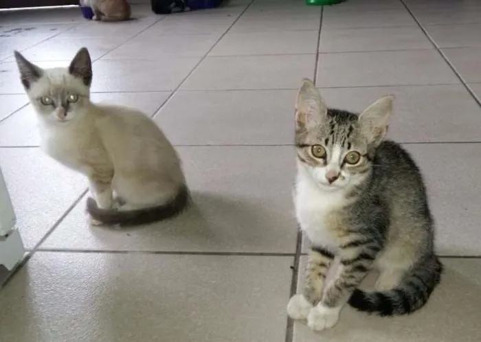 Gato ra a indefinido idade Abaixo de 2 meses nome variado