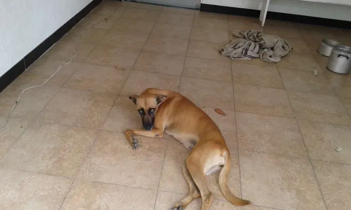 Cachorro raça Srd idade 2 anos nome Joly