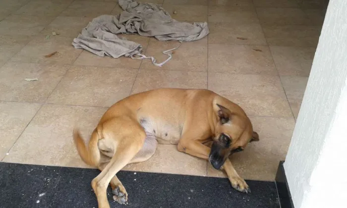 Cachorro raça Srd idade 2 anos nome Joly