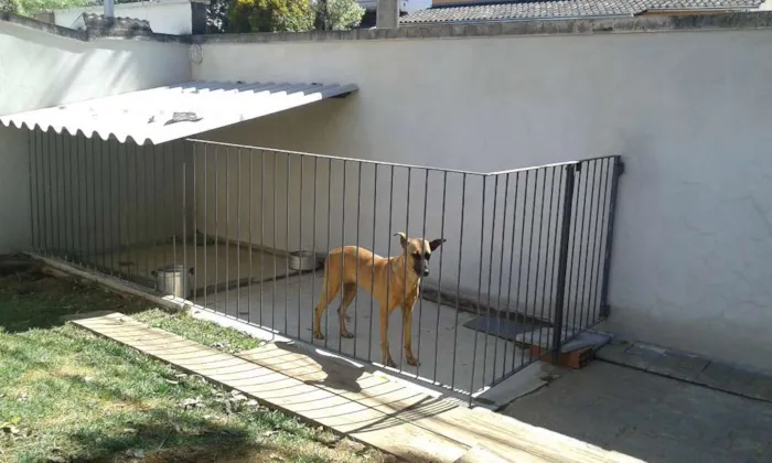 Cachorro raça Srd idade 2 anos nome Joly