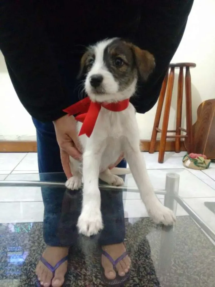 Cachorro raça mestiça idade Abaixo de 2 meses nome sem nome