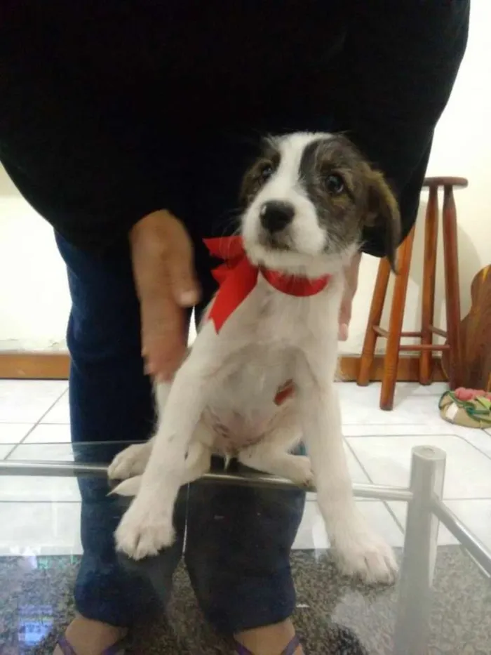 Cachorro raça mestiça idade Abaixo de 2 meses nome sem nome