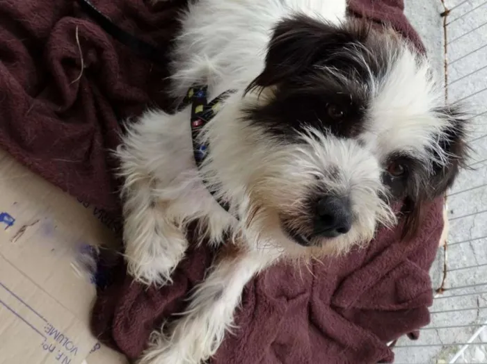 Cachorro ra a SRD idade 2 anos nome Ice