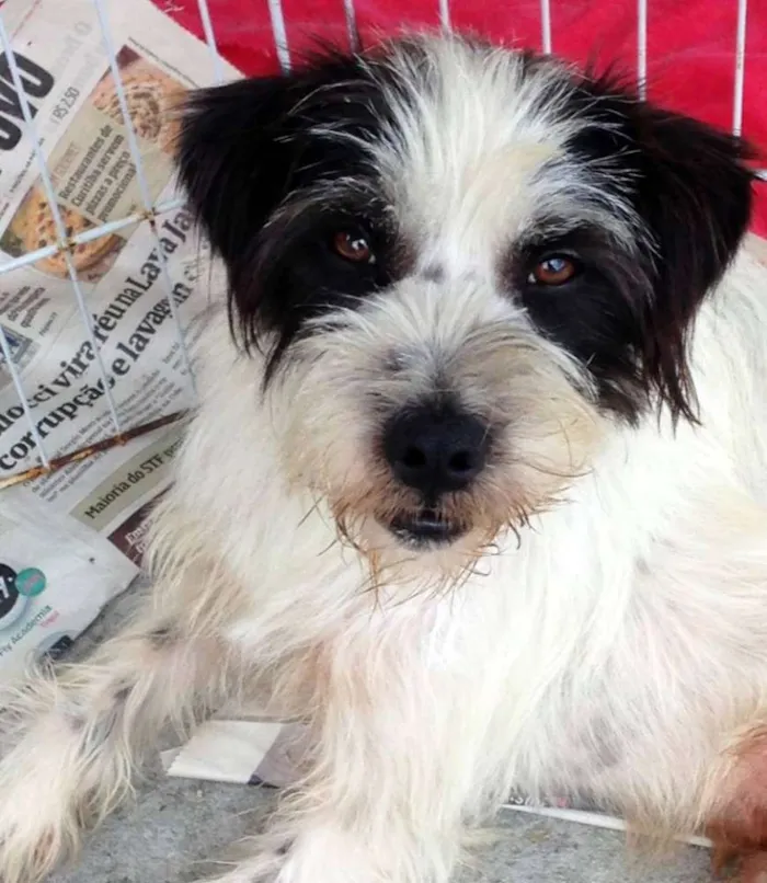 Cachorro ra a SRD idade 2 anos nome Ice
