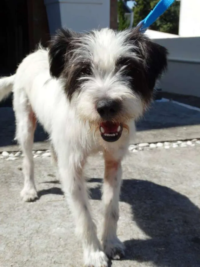 Cachorro ra a SRD idade 2 anos nome Ice