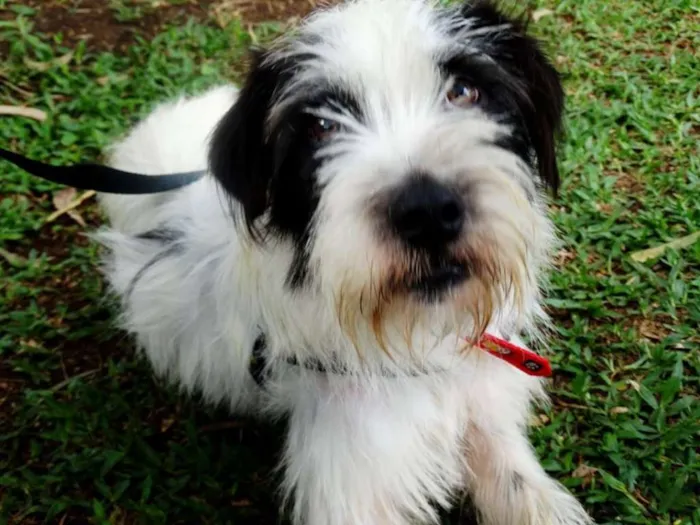 Cachorro ra a SRD idade 2 anos nome Ice