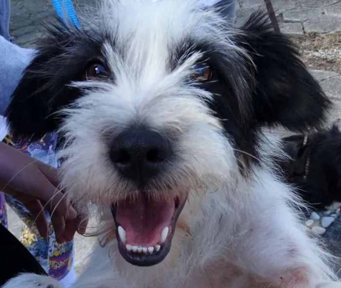 Cachorro ra a SRD idade 2 anos nome Ice