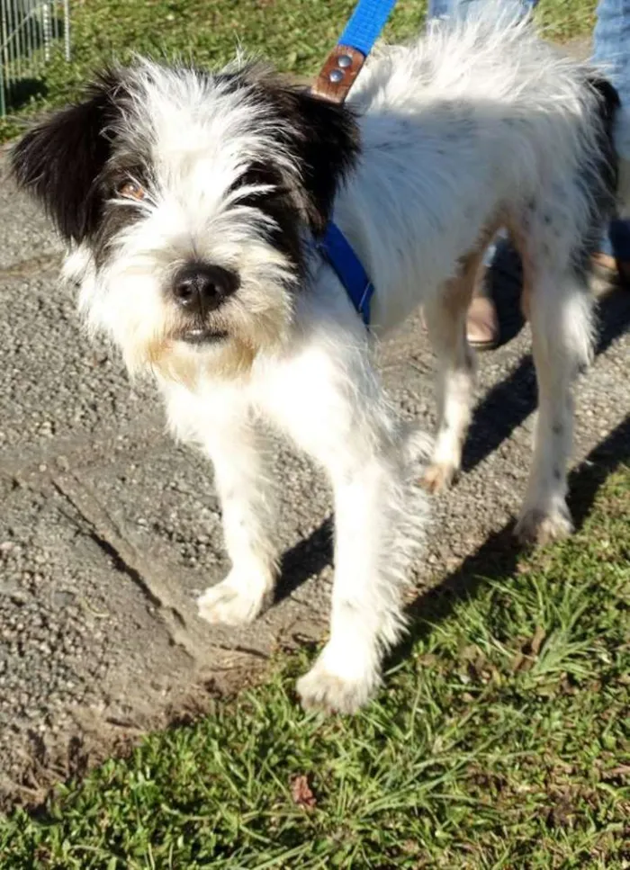 Cachorro ra a SRD idade 2 anos nome Ice