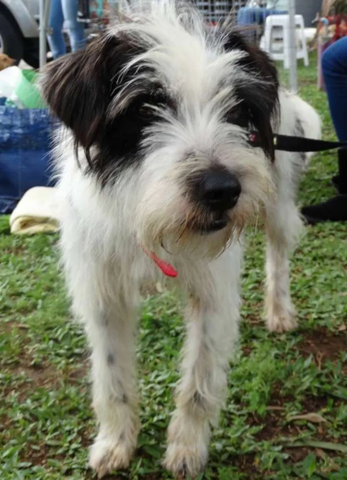 Cachorro ra a SRD idade 2 anos nome Ice