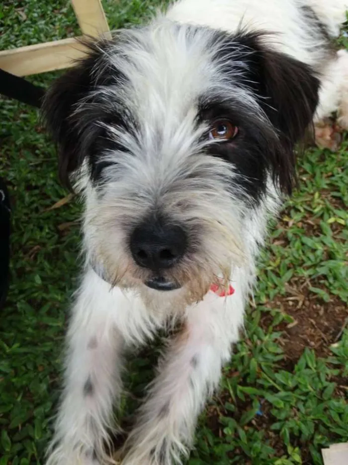 Cachorro ra a SRD idade 2 anos nome Ice