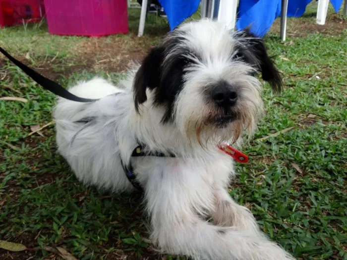 Cachorro ra a SRD idade 2 anos nome Ice