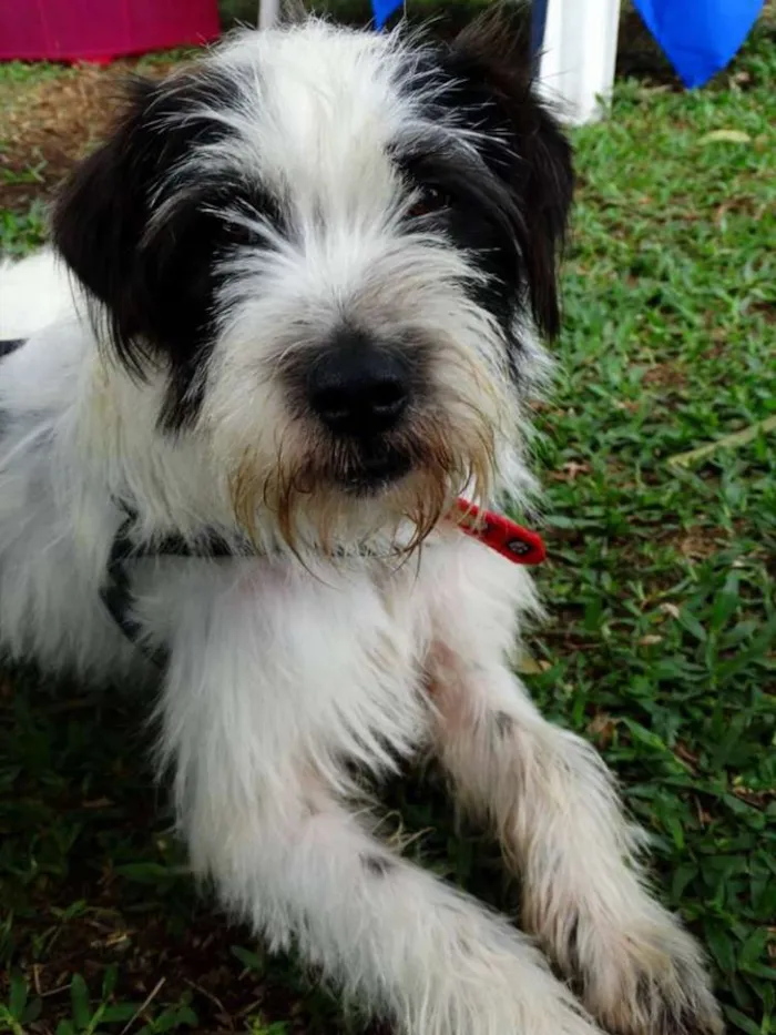 Cachorro ra a SRD idade 2 anos nome Ice