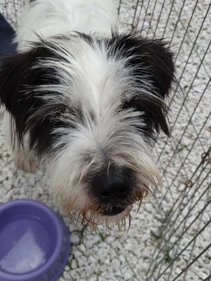 Cachorro ra a SRD idade 2 anos nome Ice