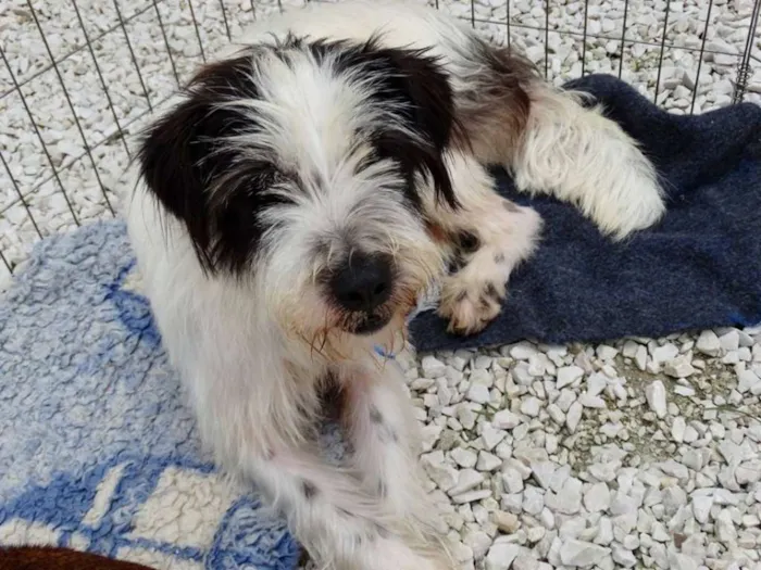 Cachorro ra a SRD idade 2 anos nome Ice