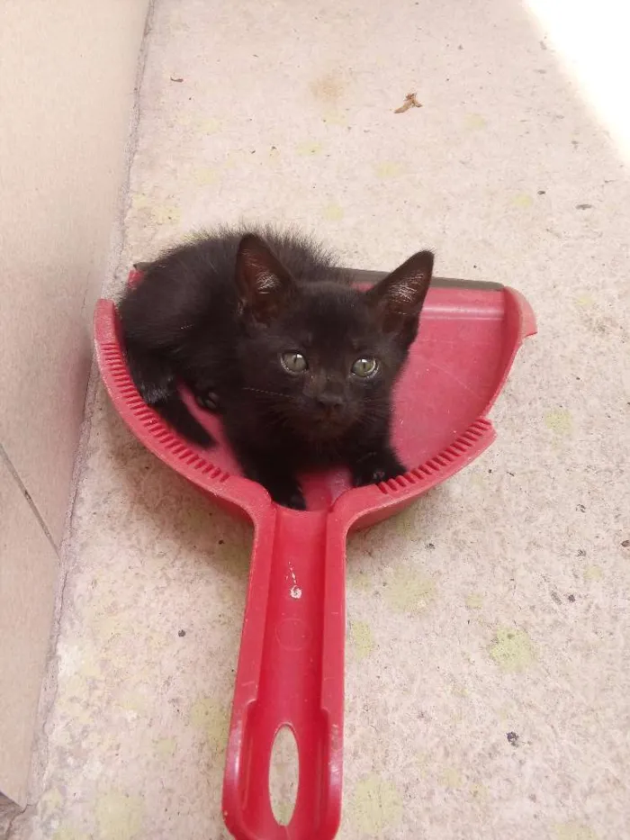 Gato raça Não definido idade 2 a 6 meses nome Peludinha