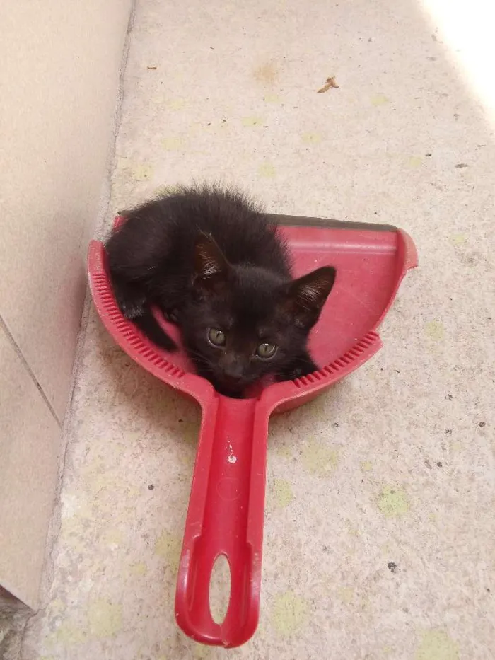 Gato raça Não definido idade 2 a 6 meses nome Peludinha