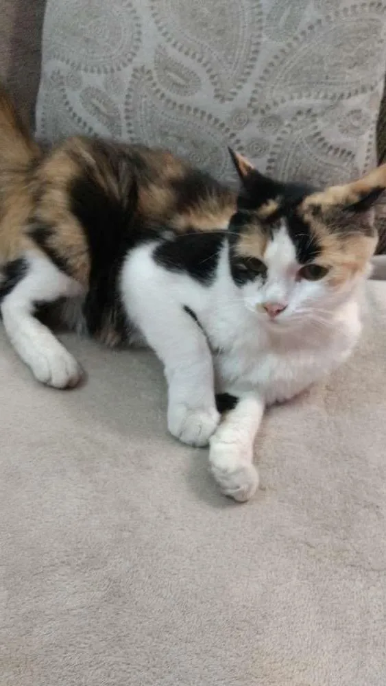 Gato ra a  idade 7 a 11 meses nome Pintada