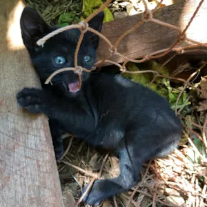 Gato raça SRD idade Abaixo de 2 meses nome Lola