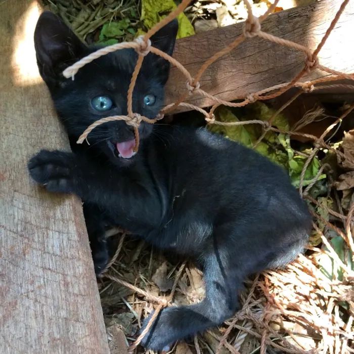 Gato ra a SRD idade Abaixo de 2 meses nome Lola