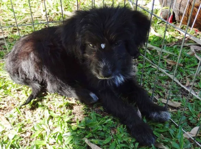 Cachorro ra a SRD idade 2 a 6 meses nome Morena