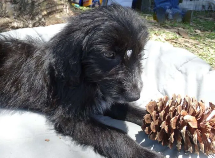 Cachorro ra a SRD idade 2 a 6 meses nome Morena