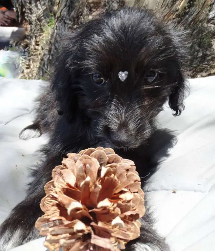 Cachorro ra a SRD idade 2 a 6 meses nome Morena
