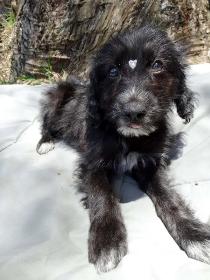 Cachorro ra a SRD idade 2 a 6 meses nome Morena