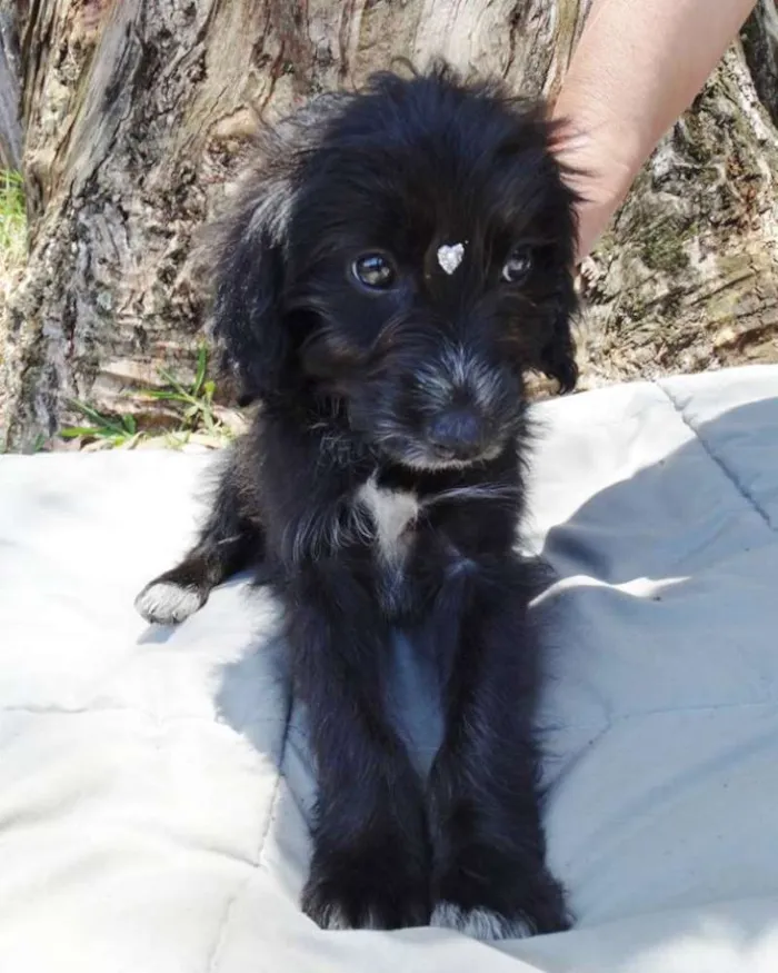 Cachorro ra a SRD idade 2 a 6 meses nome Morena