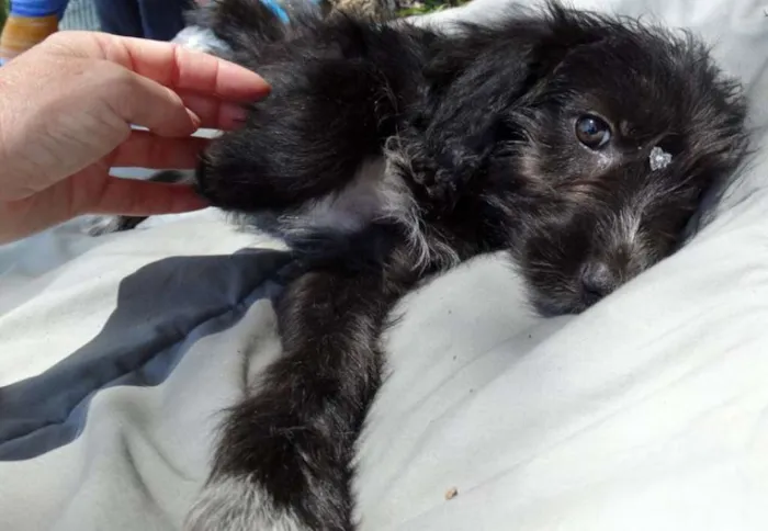 Cachorro ra a SRD idade 2 a 6 meses nome Morena