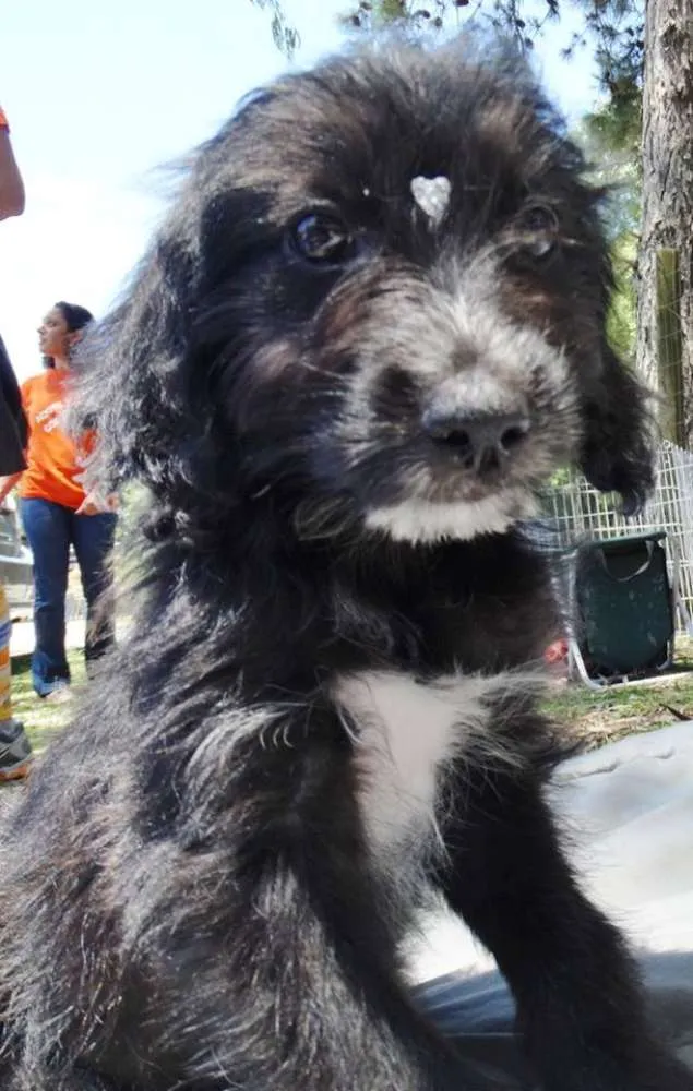 Cachorro ra a SRD idade 2 a 6 meses nome Morena