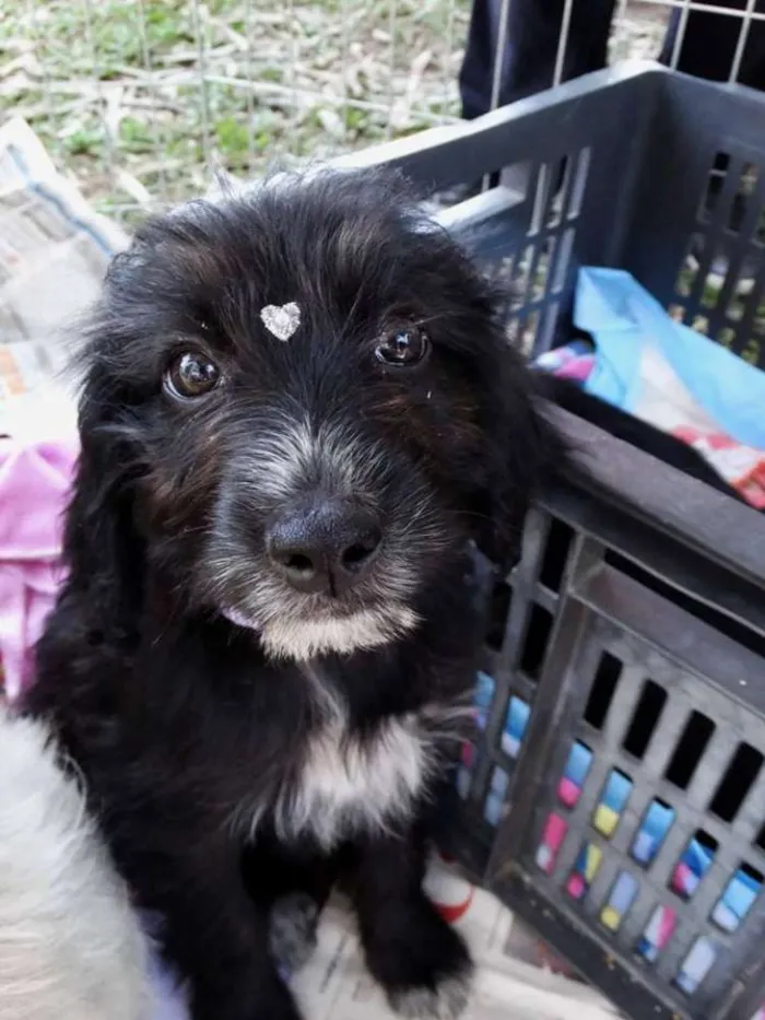 Cachorro ra a SRD idade 2 a 6 meses nome Morena