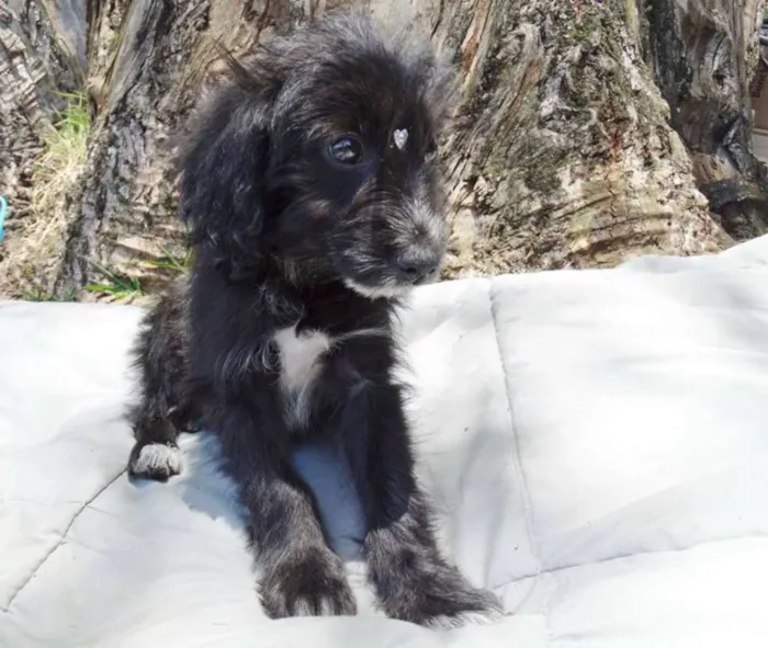 Cachorro ra a SRD idade 2 a 6 meses nome Morena