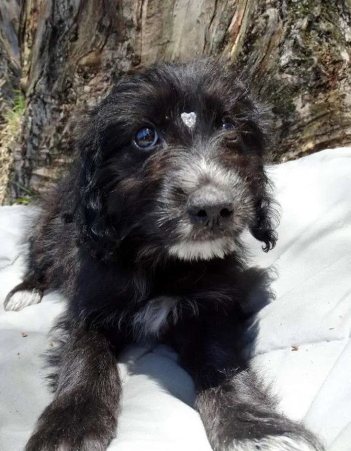 Cachorro ra a SRD idade 2 a 6 meses nome Morena