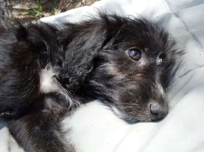Cachorro ra a SRD idade 2 a 6 meses nome Morena