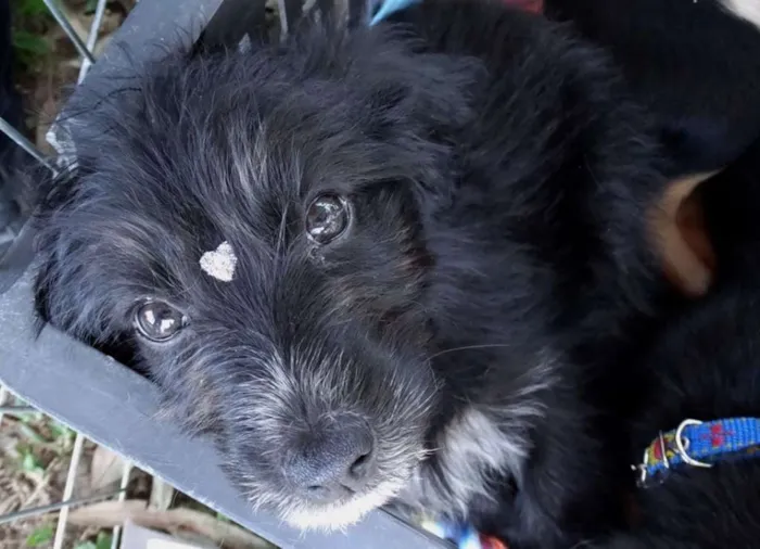 Cachorro ra a SRD idade 2 a 6 meses nome Morena