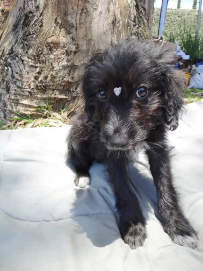 Cachorro ra a SRD idade 2 a 6 meses nome Morena