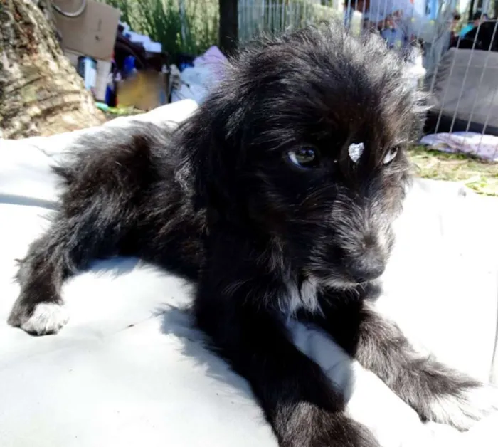 Cachorro ra a SRD idade 2 a 6 meses nome Morena