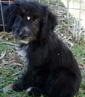 Cachorro raça SRD idade 2 a 6 meses nome Morena