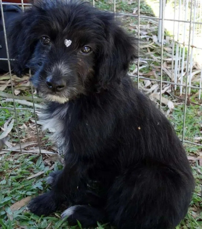 Cachorro ra a SRD idade 2 a 6 meses nome Morena