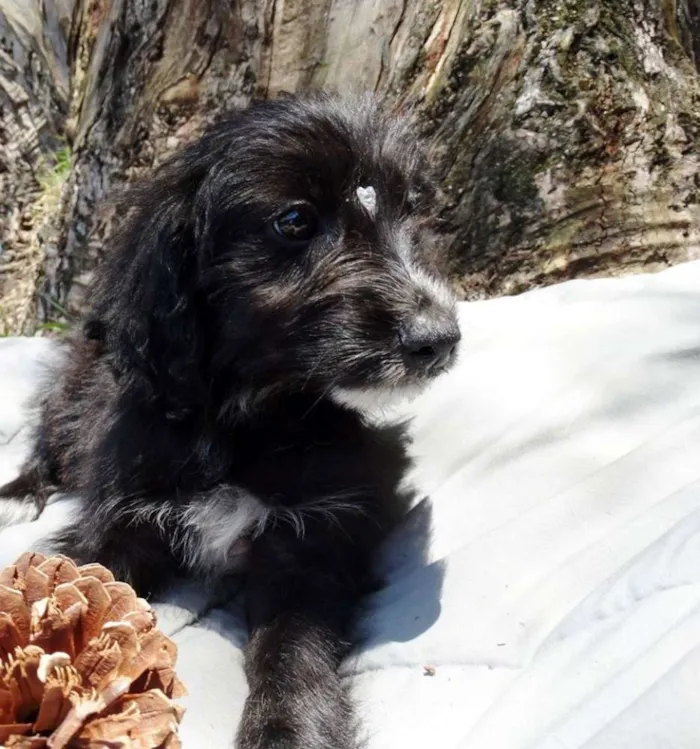 Cachorro ra a SRD idade 2 a 6 meses nome Morena
