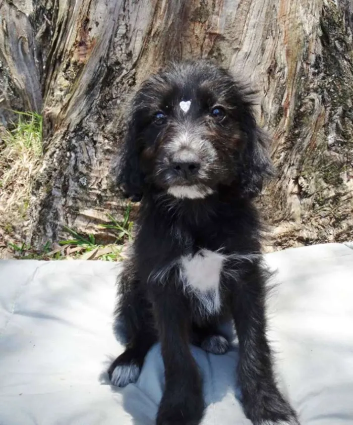 Cachorro ra a SRD idade 2 a 6 meses nome Morena