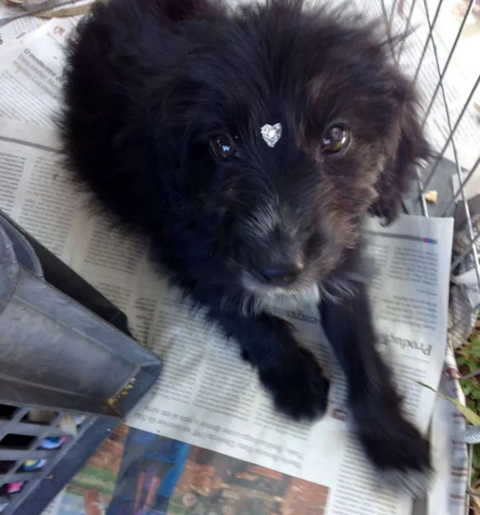 Cachorro ra a SRD idade 2 a 6 meses nome Morena
